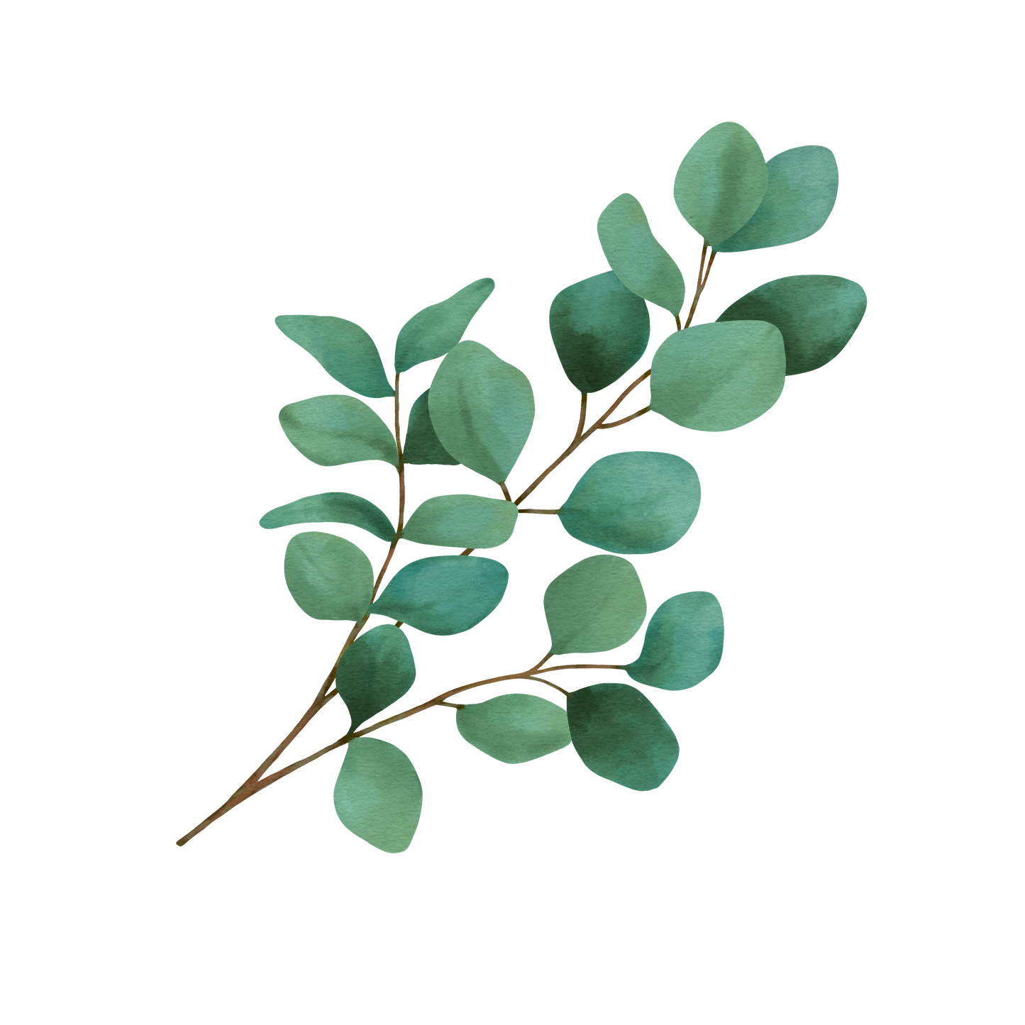 Eucalyptus - Peace in Every Leaf