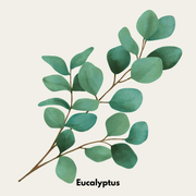 Eucalyptus - Wrap Your Christmas in Eucalyptus